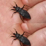 My Father Was Bitten by a Bug—Is It Dangerous? What to Do Right Now (And How to Stay Calm)
