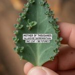 Kalanchoe Plant: Amazing Health Benefits and How to Make a Medicinal Tea