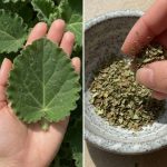 Just One Oregano Leaf Can Trigger a Bronchial and Digestive Reset