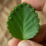 Kalanchoe Plant: Amazing Health Benefits and How to Make a Medicinal Tea
